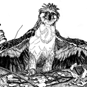 Monkey Eaglet | Illustration | Christel's Design Studio